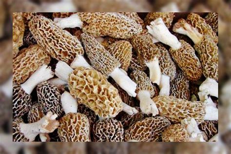 gucchi mushroom price in india.